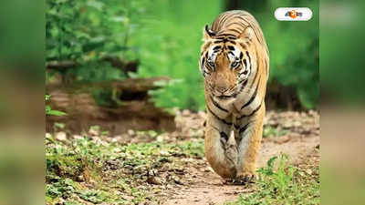 Royal Bengal Tiger : সেই সামশেরনগরের কাছে ঢুকল বাঘ