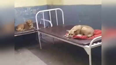 Lakhimpur Kheri News: क्या सरकारी अस्पताल कुत्तों के लिए बने हैं? गोला से वायरल तस्वीरें स्वास्थ्य विभाग पर उठा रहीं सवाल