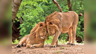 Etawah Lion Safari Park: गिर के जंगल से इटावा सफारी पार्क तक का सफर, शेरनी तेजस्विनी ने ली अंतिम सांस