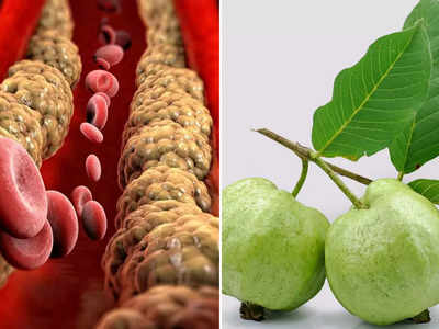 Guava For Cholesterol : घाणेरडं कोलेस्ट्रॉल कमी करतोय पेरू, नसा साफ होण्यासाठी ठरतोय वरदान