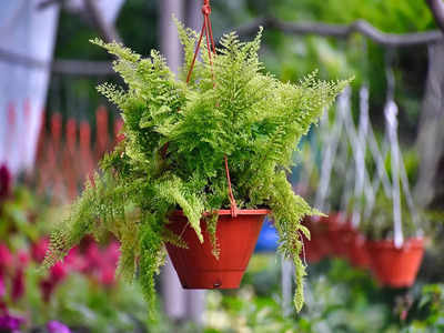 Hanging Plants:మీ బాల్కనీలో ఈ మొక్కలు వేలాడదీస్తే.. ఆకర్షణీయంగా ఉంటుంది..!