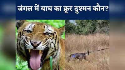 Tiger Hanged: टाइगर को फांसी पर चढ़ाया... एमपी के जंगल में अजीबोगरीब शिकार से हड़कंप