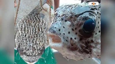 Rare Fish : রায়মঙ্গল নদীতে মৎস্যজীবীদের জালে বিরল প্রজাতির মাছ, শোরগোল বসিরহাটে