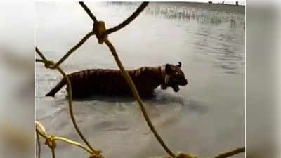 Royal Bengal Tiger: রাতের অন্ধকারে হিঙ্গলগঞ্জে জাল ছিঁড়ে লোকালয়ে বাঘ, আতঙ্ক ঘুম উড়েছে গ্রামবাসীদের