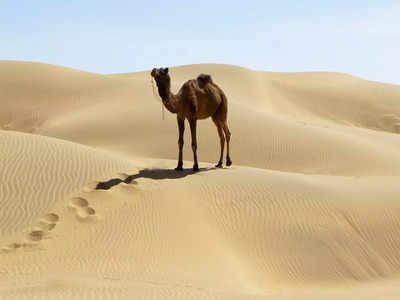 ফুটবল বিশ্বকাপে ভয় ধরাচ্ছে Camel Flu, অসুখের লক্ষণ জানুন