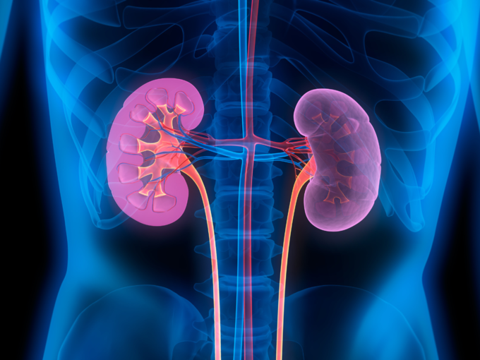 ​சிறுநீரகத்தின் பணிகள் என்னென்ன (functions of kidney)