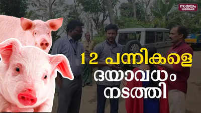 ആഫ്രിക്കൻ പന്നിപ്പനി: കട്ടപ്പനയിൽ 12 പന്നികളെ ദയാവധം നടത്തി