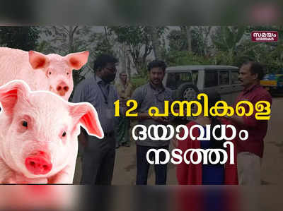 ആഫ്രിക്കൻ പന്നിപ്പനി: കട്ടപ്പനയിൽ 12 പന്നികളെ ദയാവധം നടത്തി