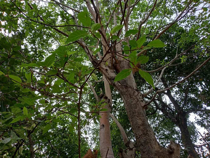 ​कृतिका नक्षत्र का पेड़ गूलर