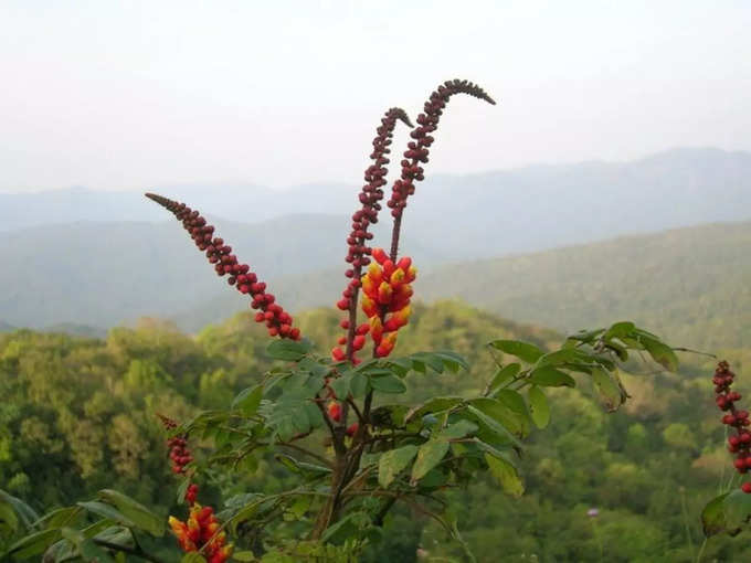 ​ಕಾಳಿ ಟೈಗರ್ ರಿಸರ್ವ್