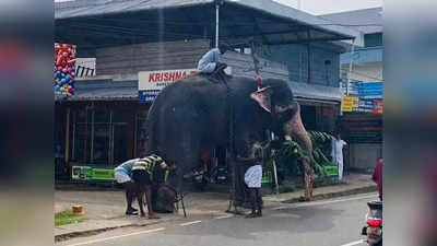 വൈക്കത്ത് ഹോണടി കേട്ട് ആന വിരണ്ടോടി; പിന്നാലെ പാപ്പാന്മാർ, മിനിറ്റുകൾക്കകം തളച്ചു