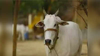 Sultanpur : पहले खूंटे से खोली गाय... फिर ले जाकर काट डाला, पकड़ा गया तो कहा दूसरी गाय ले लो, मुकदमा दर्ज