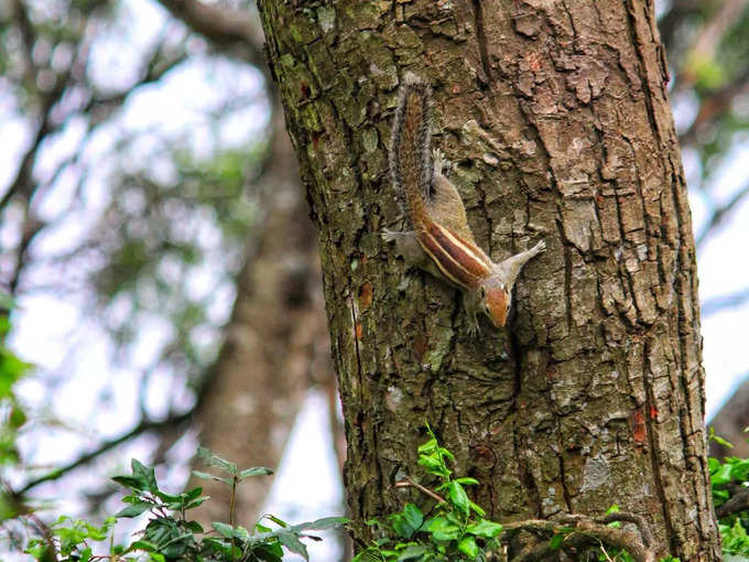 ​ನೃಪತುಂಗ ಬೆಟ್ಟ