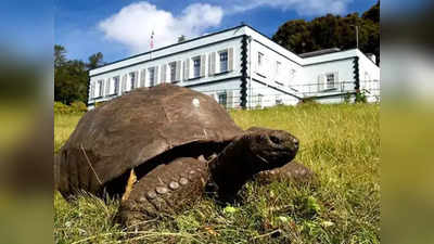 Oldest Tortoise: हैरान न हों! 190 साल हो चुकी है इस कछुए की उम्र, गिनीज वर्ल्ड रिकॉर्ड्स ने की है पुष्टि