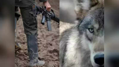Wolves Facts: न पट्टा न शिकार... दुनिया का इकलौता जानवर जिसे पाला नहीं जा सकता