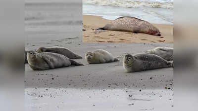 Caspian Seals Deaths : रूस के समुद्री तट पर बिछीं कैस्पियन सील की लाशें, रहस्यमय तरीके से मरे 2500 जीव, प्रजाति पर विलुप्ति का खतरा