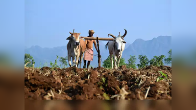 रब्बीच्या बहुतांश पेरा पूर्ण; कन्नडमध्ये गहू, ज्वारी, मका पिकांकडे शेतकऱ्यांचा कल