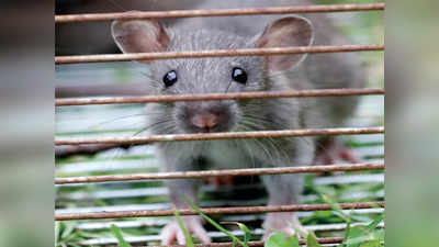 Rat News: चूहे ने जीना मुश्किल किया, नगर निगम आकर पकड़ ले जाए, बदायूं में शख्‍स ने लगाई गुहार