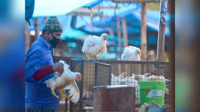 Kolkata Chicken Price: রবিবারে মাংসের দোকানে লম্বা লাইন, কত দামে বিকোচ্ছে চিকেন?