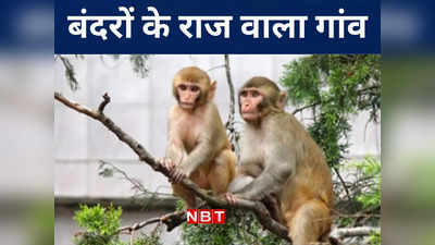 Bihar : कटिहार का एक ऐसा गांव जिस पर 25 सालों से बंदर करते हैं राज, देखिए VIDEO