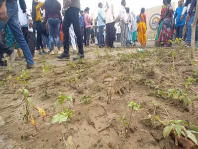 एकनाथ शिंदे सभेत म्हणाले, समृद्धी महामार्गावर ३५ लाख झाडं लावू, लोकांनी बाहेर पडताच सर्व रोपं तुडवली