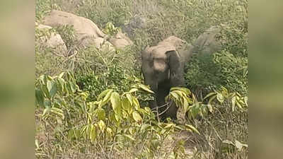 Aurangabad News : हाथियों के झुंड ने मचाया तांडव, गन्ने की फसल को किया तहस-नहस