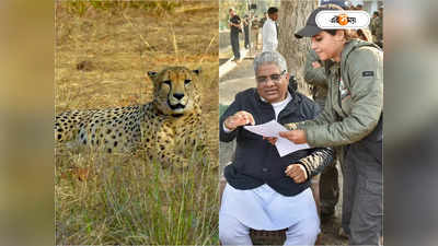 Kuno Cheetah Latest News: সব ঠিকঠাক তো? নামিবিয়ার চিতাদের খোঁজ নিলেন কেন্দ্রীয় মন্ত্রী