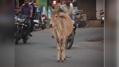 કોણ જવાબદાર? એકાએક સામે આવી ગયેલી ગાયને બચાવવા જતાં ઓઢવના રિક્ષાચાલકે જીવ ગુમાવ્યો