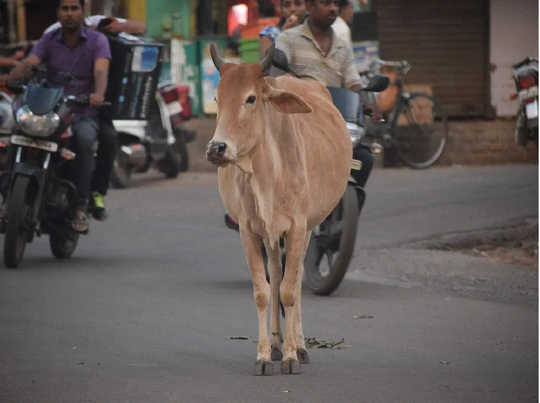 કોણ જવાબદાર? એકાએક સામે આવી ગયેલી ગાયને બચાવવા જતાં ઓઢવના રિક્ષાચાલકે જીવ ગુમાવ્યો 