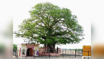 Hamirpur Kalpvriksh: एक पेड़ को बचाने के लिए हमीरपुर में खर्च कर दिए करोड़ों रुपये, जानिए क्या है इसकी खासियत