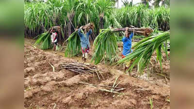 கரும்பு விவசாயிகளுக்கு சூப்பர் சலுகை.. தமிழக அரசு அறிவிப்பு!