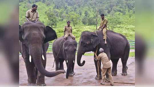 தமிழக பாகன்கள் பயிற்சி பெற எதிர்ப்பு: உயர் நீதிமன்றத்தில் வழக்கு!