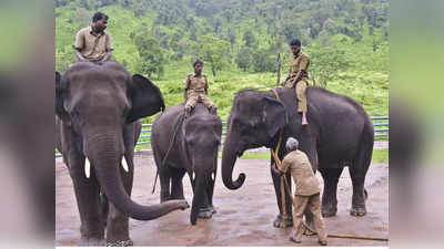 தமிழக பாகன்கள் பயிற்சி பெற எதிர்ப்பு: உயர் நீதிமன்றத்தில் வழக்கு!