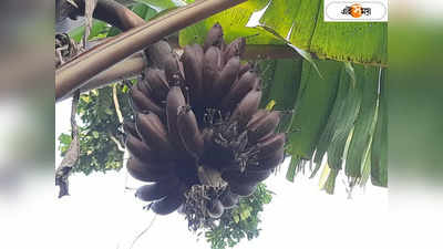 Banana Tree : বাংলায় লাল কলা চাষে সাফল্য! BDO-র উদ্যোগে খুশি গ্রামবাসীরা