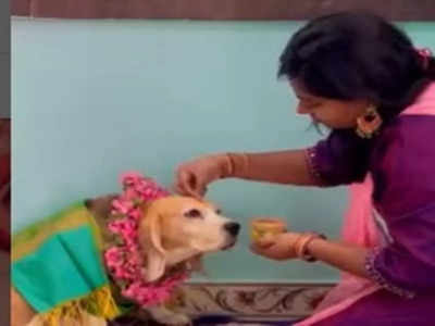 Trending Video: মা হবেন পোষ্য! জাকঁজমক সাধের অনুষ্ঠান দেখে আপ্লুত সোশ্যাল মিডিয়া