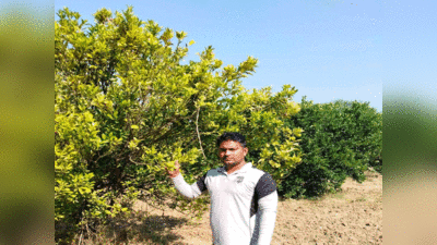 हमीरपुर में सैकड़ों किसानों ने बागवानी से चमकाई किस्मत, करौंदा और फालसा से लाखों का मुनाफा