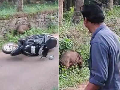 കാട്ടുപന്നിക്കൂട്ടം ആക്രമിച്ചു, സ്കൂട്ടർ ഉപേക്ഷിച്ച് യുവാവ് രക്ഷപ്പെട്ടു; അരൂർ മേഖലയിൽ കൃഷികൾ നശിപ്പിക്കൽ വ്യാപകം