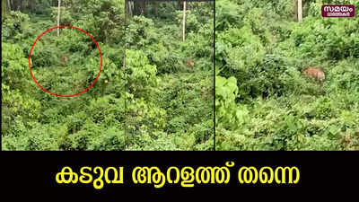 ആറളത്ത് വട്ടമിട്ട്  കടുവ, പിടികൂടാന്‍ വീണ്ടും വനംവകുപ്പ്