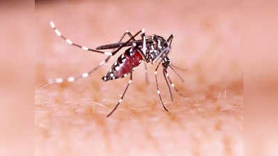 Zika Virus Karnataka : ফের একবার ভাইরাস আতঙ্ক! কর্নাটকে জিকা-র থাবা