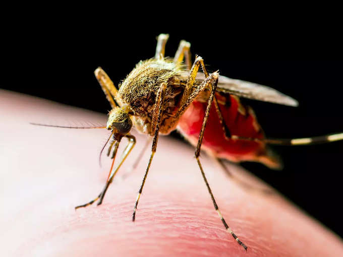 डेंगू-चिकनगुनिया और Zika Virus में समानता