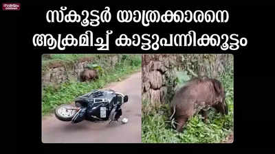 സ്കൂട്ടർ യാത്രക്കാരനെ ആക്രമിച്ച് കാട്ടുപന്നിക്കൂട്ടം