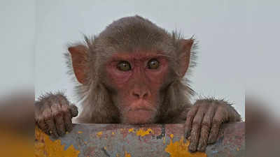 भारत में जी20 सम्मेलन से पहले 250 बंदरों ने नाक में किया दम! पकड़ने को जारी होगा टेंडर, ये माजरा क्या है भाई