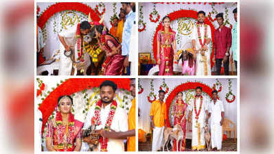 Wedding వధువుకు జల్లికట్టు ఎద్దులు, పందెం కోడి, పొట్టేలు సారెగా ఇచ్చిన సోదరుడు!