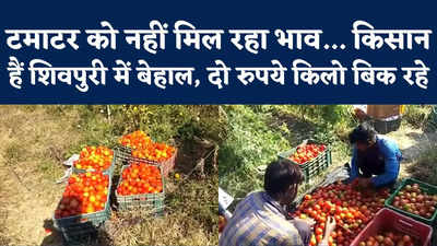 Tomato Farmer: दो रुपये किलो बिक रहे टमाटर... फिर भी बाहर से नहीं आ रहा कोई लेने, किसानों की हालत खराब