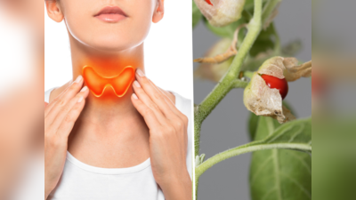 Natural Herbs For Thyroid : थंडीमुळे थायरॉइड बळावतो, घरच्या घरी या ५ उपयांनी मिळवा  hyperthyroidism नियंत्रण