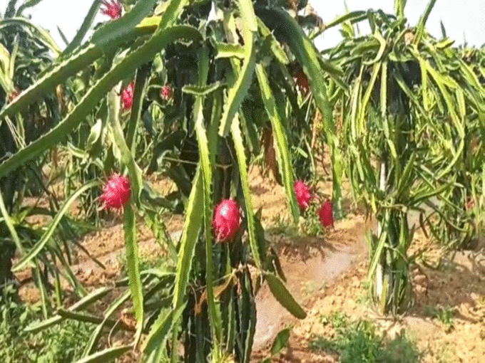 dragon fruit farming in hindi