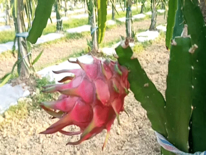 dragon fruit ki kheti