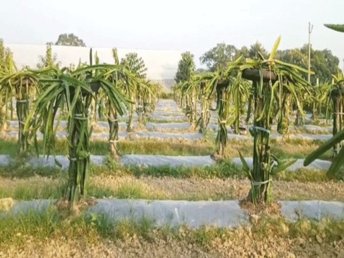 dragon fruit farming in uttar pradesh