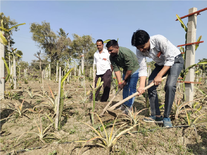 dragon fruit cultivation