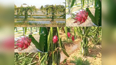 Dragon Fruit Farming : विदेशी ड्रैगन फ्रूट की खेती करके मालामाल हो रहे किसान, जानें कैसे हो रहा लाखों का फायदा